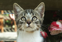 Katzenkind