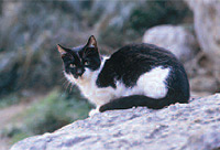 Katze auf Felsen